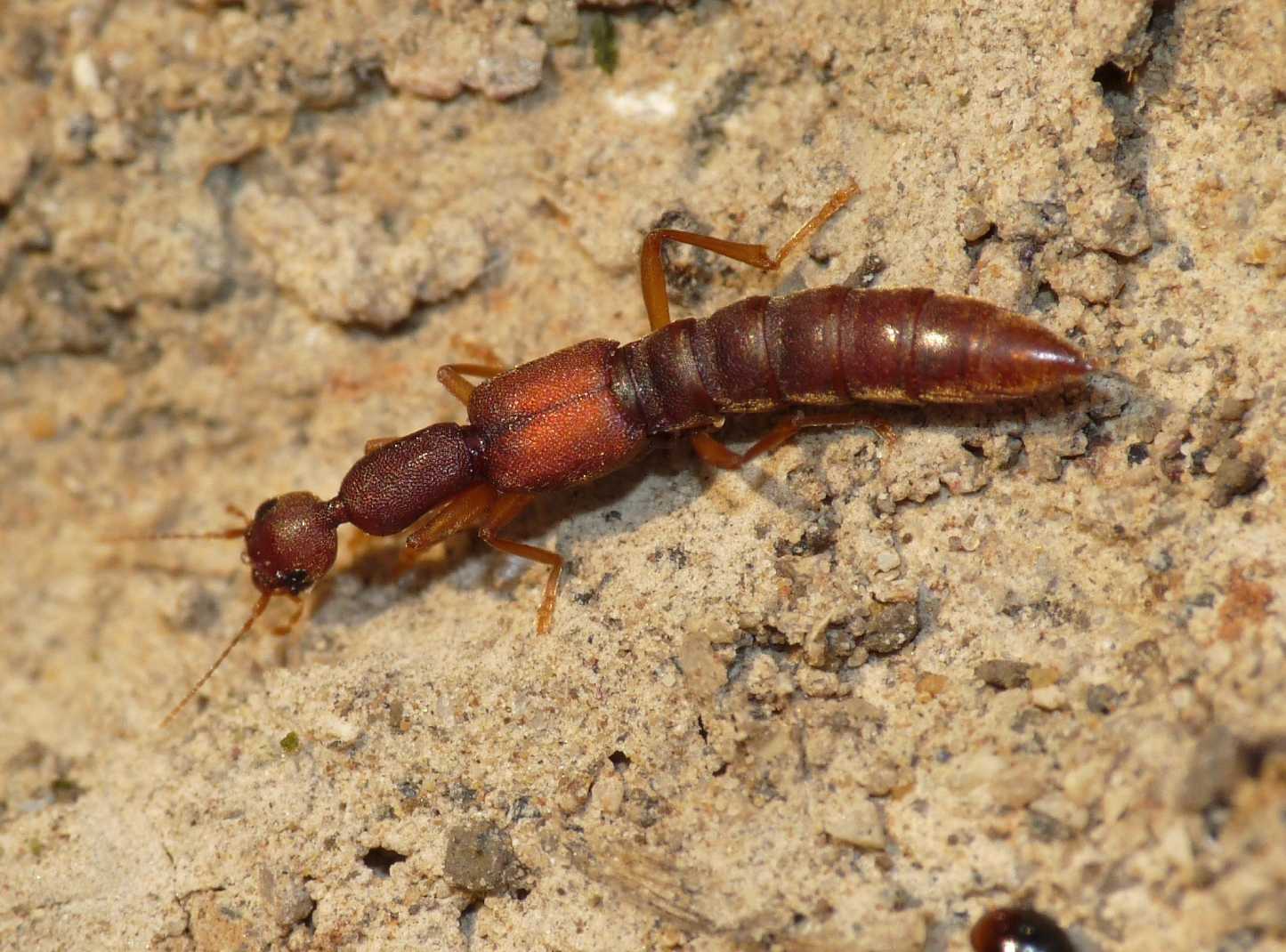 Staphilinidae misterioso: Procirrus lefebvrei